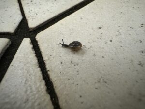 現場で見つけた小さなカタツムリ。ちいせーなー。思わず足を止めた瞬間