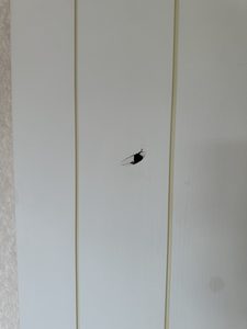 穴が開いた洋室ドア